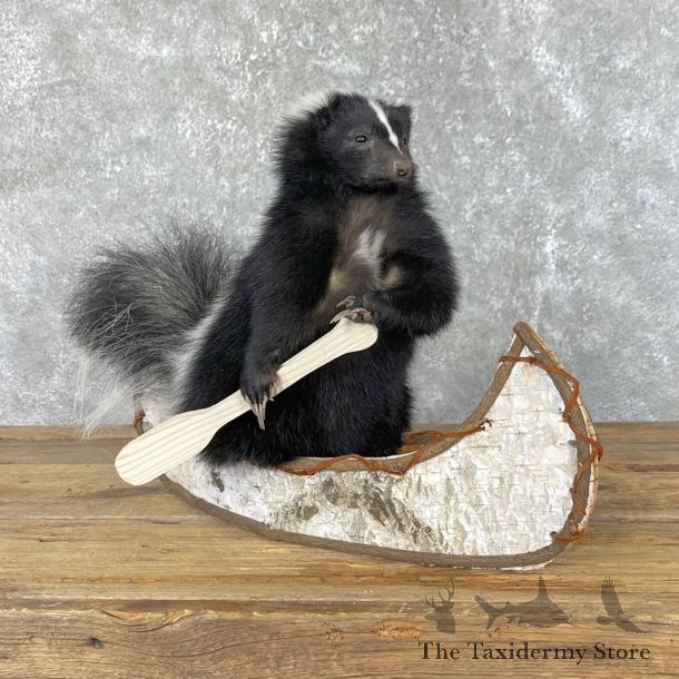 Canoe Skunk Novelty Mount For Sale #24577 @ The Taxidermy Store