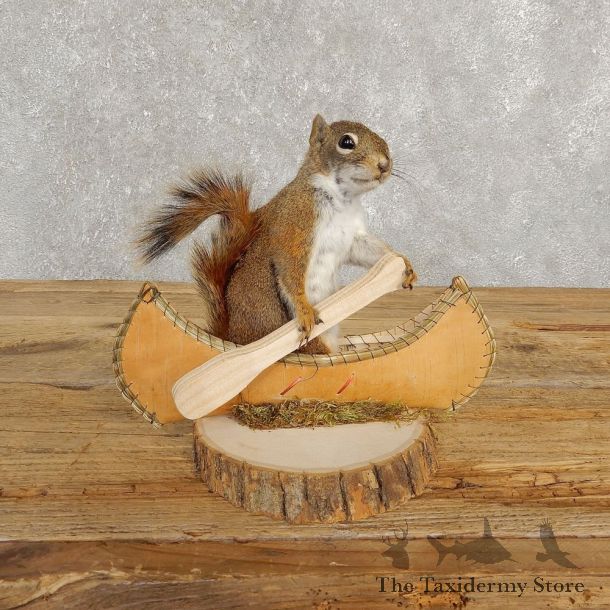 Canoe Squirrel Novelty Mount For Sale #20248 @ The Taxidermy Store