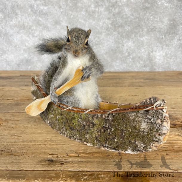 Canoe Squirrel Novelty Mount For Sale #28576 @ The Taxidermy Store
