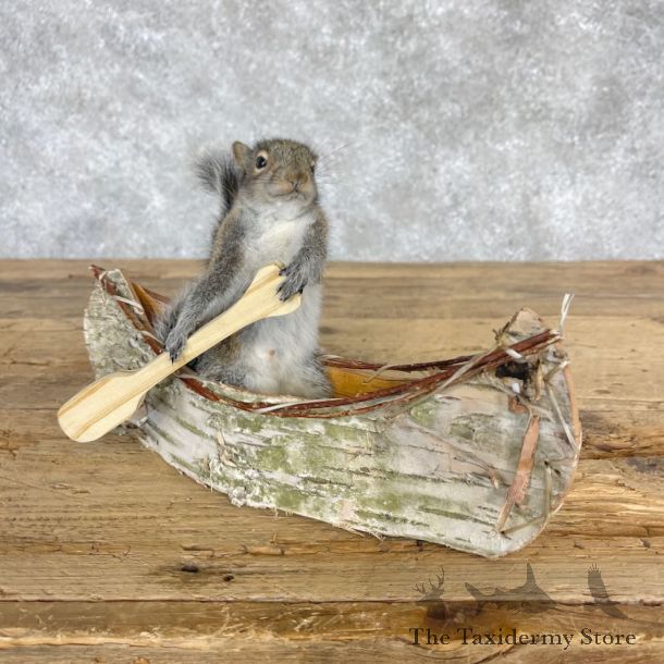 Canoe Squirrel Novelty Mount For Sale #28577 @ The Taxidermy Store