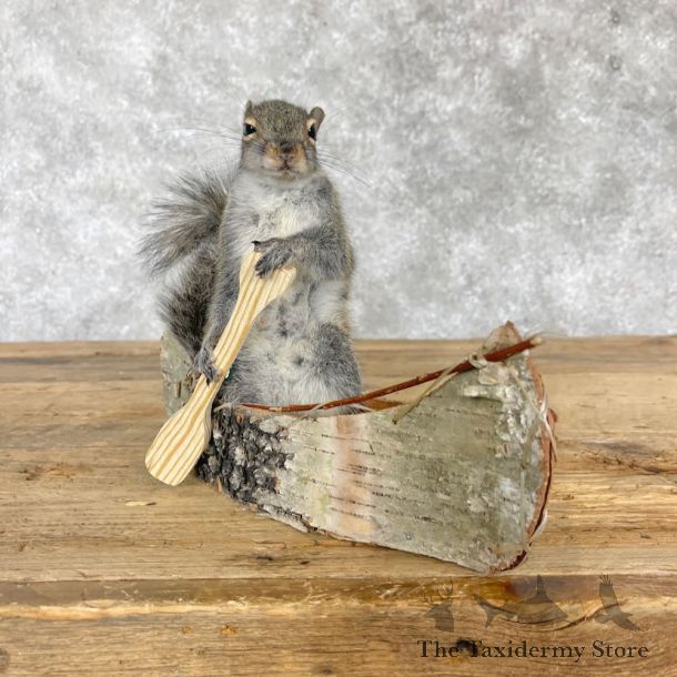 Canoe Squirrel Novelty Mount For Sale #28578 @ The Taxidermy Store