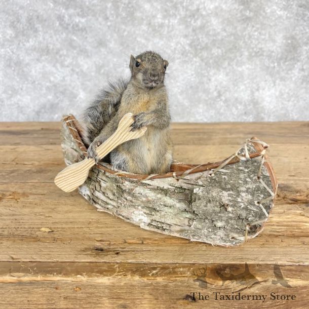 Canoe Squirrel Novelty Mount For Sale #28579 @ The Taxidermy Store