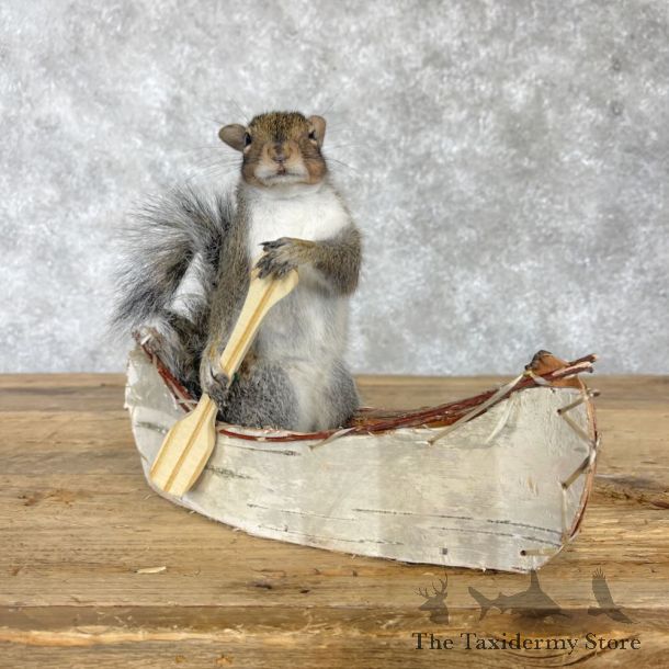 Canoe Squirrel Novelty Mount For Sale #28580 @ The Taxidermy Store