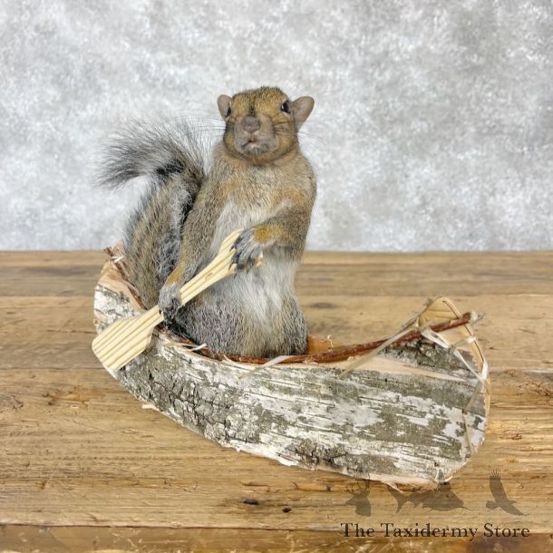 Canoe Squirrel Novelty Mount For Sale #28581 @ The Taxidermy Store