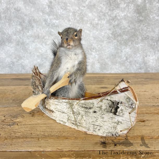Canoe Squirrel Novelty Mount For Sale #28582 @ The Taxidermy Store