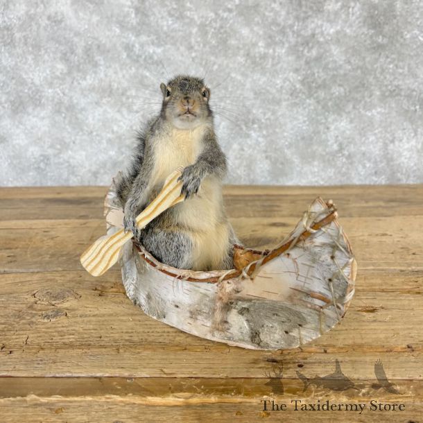 Canoe Squirrel Novelty Mount For Sale #28583 @ The Taxidermy Store