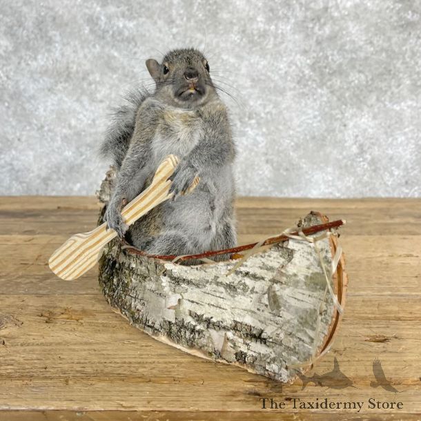 Canoe Squirrel Novelty Mount For Sale #28586 @ The Taxidermy Store