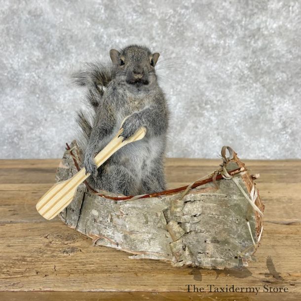 Canoe Squirrel Novelty Mount For Sale #28587 @ The Taxidermy Store