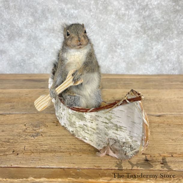 Canoe Squirrel Novelty Mount For Sale #28589 @ The Taxidermy Store