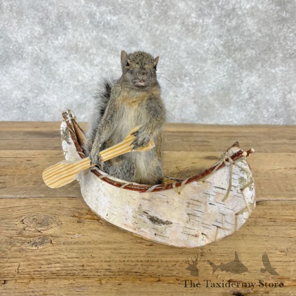 Canoe Squirrel Novelty Mount For Sale #28590 @ The Taxidermy Store
