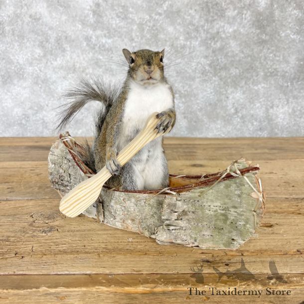 Canoe Squirrel Novelty Mount For Sale #28591 @ The Taxidermy Store