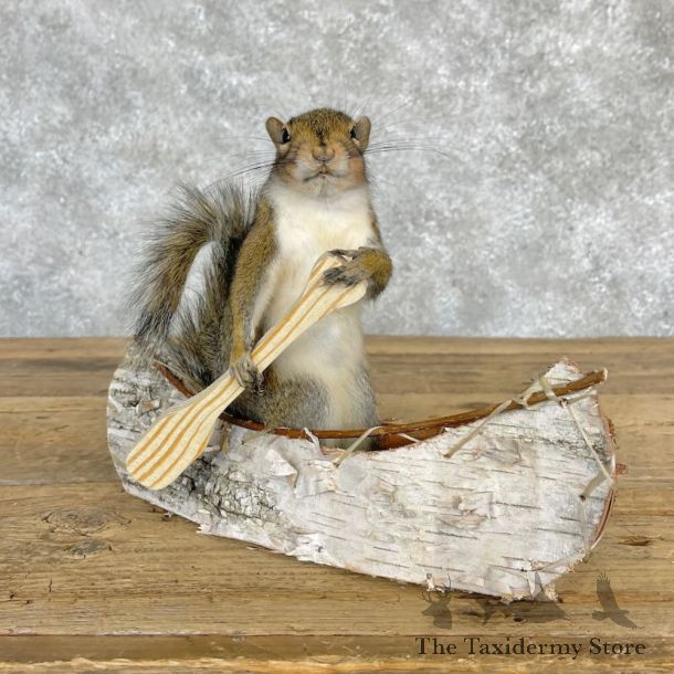 Canoe Squirrel Novelty Mount For Sale #28593 @ The Taxidermy Store