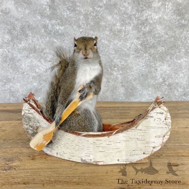 Canoe Squirrel Novelty Mount For Sale #28594 @ The Taxidermy Store