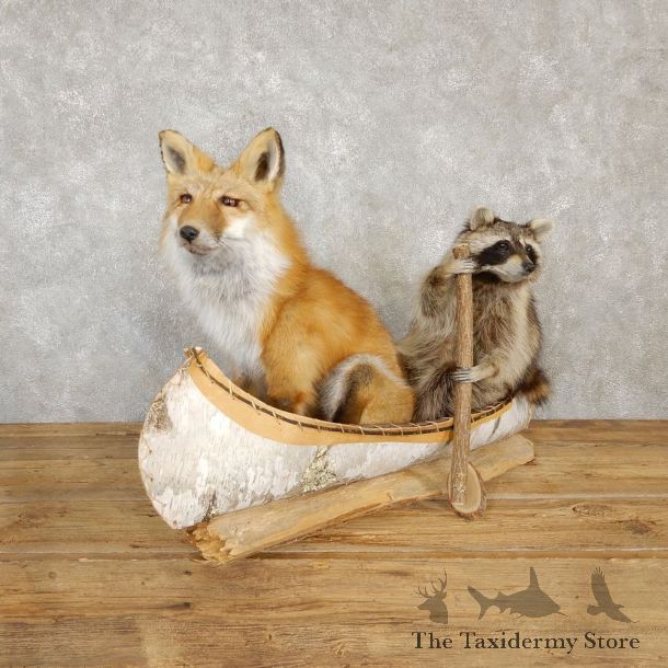 Canoeing Raccoon and Fox  Novelty Mount For Sale #20205 @ The Taxidermy Store