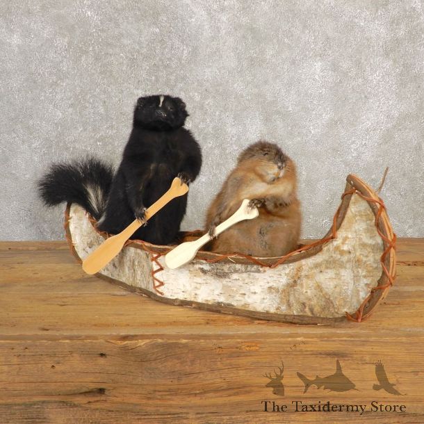 Canoeing Muskrat and Skunk Novelty Mount For Sale #20614 @ The Taxidermy Store