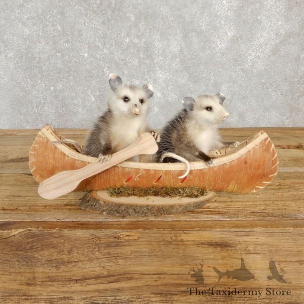 Canoeing Opossums Novelty Mount For Sale #20213 @ The Taxidermy Store
