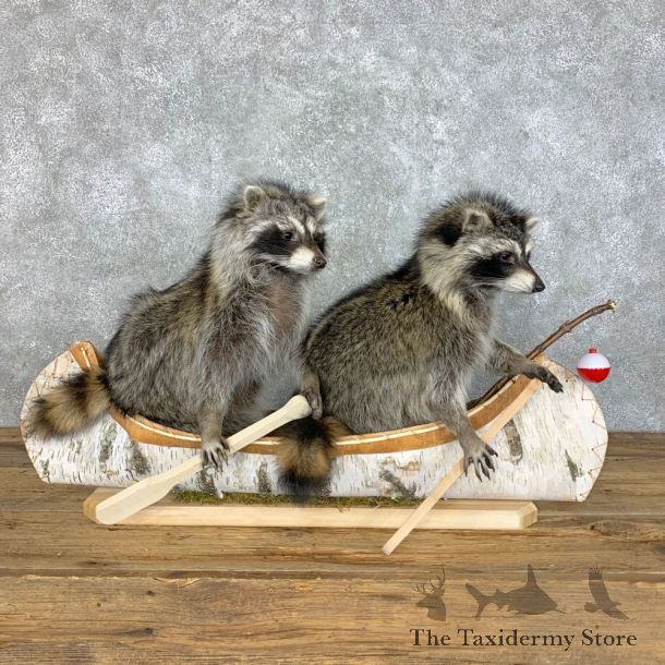 Canoeing Pals Novelty Mount For Sale #23414 @ The Taxidermy Store