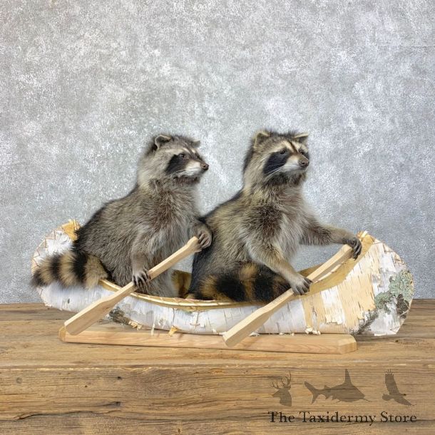 Canoeing Pals Novelty Mount For Sale #23918 @ The Taxidermy Store