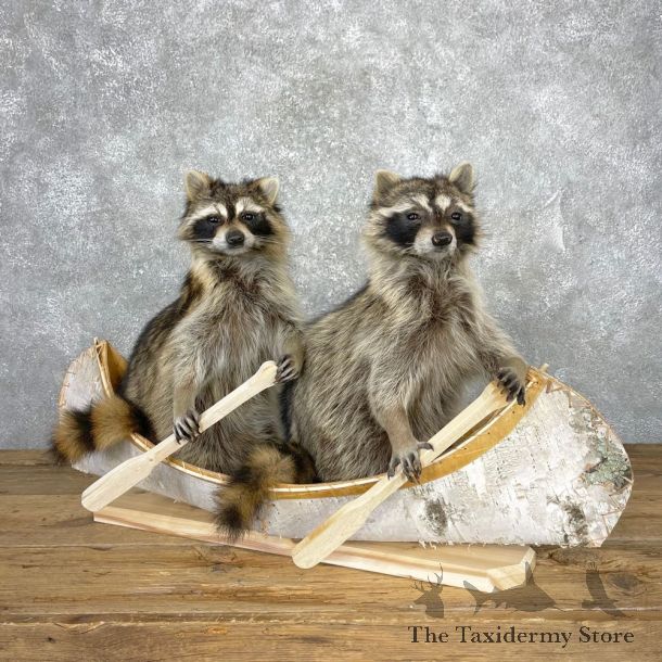 Canoeing Pals Novelty Mount For Sale #24071 @ The Taxidermy Store