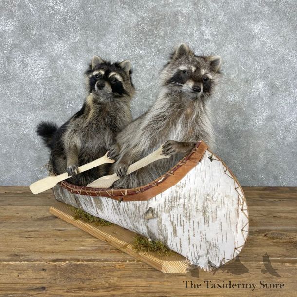 Canoeing Pals Novelty Mount For Sale #24072 @ The Taxidermy Store