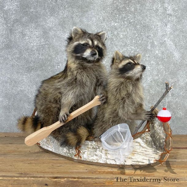 Canoeing Pals Novelty Mount For Sale #24085 @ The Taxidermy Store
