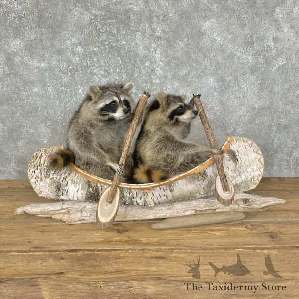 Canoeing Pals Novelty Mount For Sale #25233 @ The Taxidermy Store