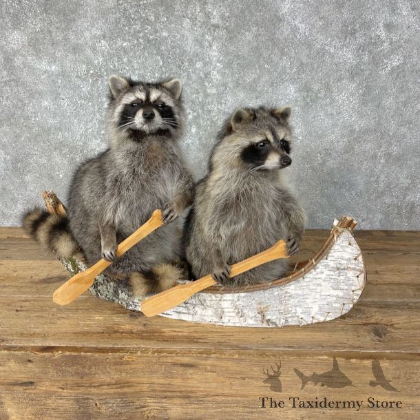 Canoeing Pals Novelty Mount For Sale #25236 @ The Taxidermy Store