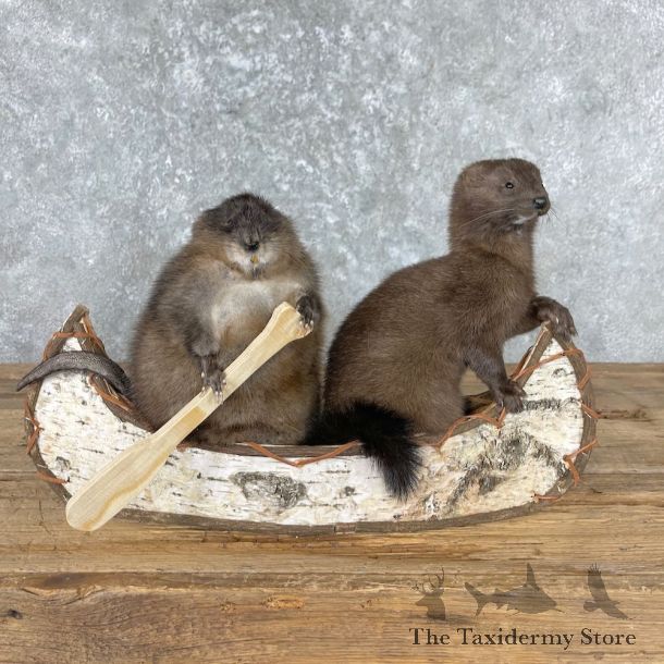 Canoeing Pals Novelty Mount For Sale #26974 @ The Taxidermy Store
