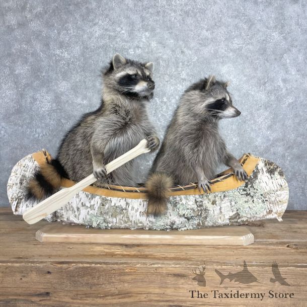 Canoeing Pals Novelty Mount For Sale #27366 @ The Taxidermy Store