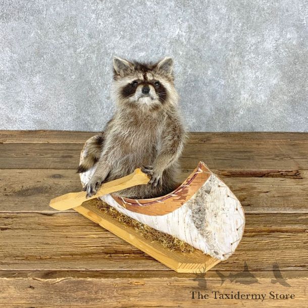 Canoeing Raccoon Novelty Mount For Sale #22309 @ The Taxidermy Store