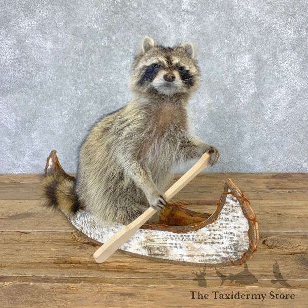 Canoeing Raccoon Novelty Mount For Sale #23199 @ The Taxidermy Store
