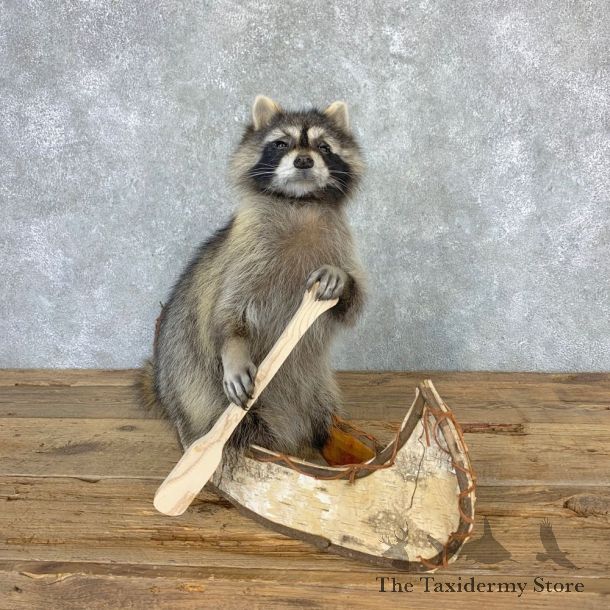 Canoeing Raccoon Novelty Mount For Sale #23201 @ The Taxidermy Store
