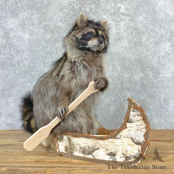 Canoeing Raccoon Novelty Mount For Sale #23202 @ The Taxidermy Store