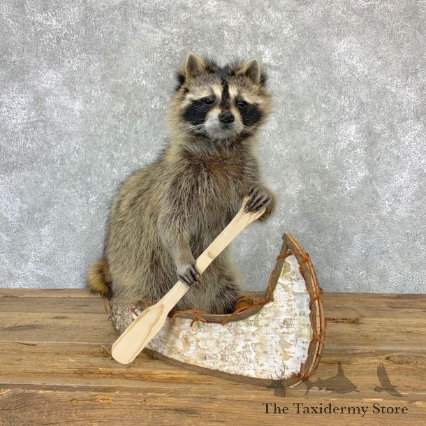 Canoeing Raccoon Novelty Mount For Sale #23203 @ The Taxidermy Store