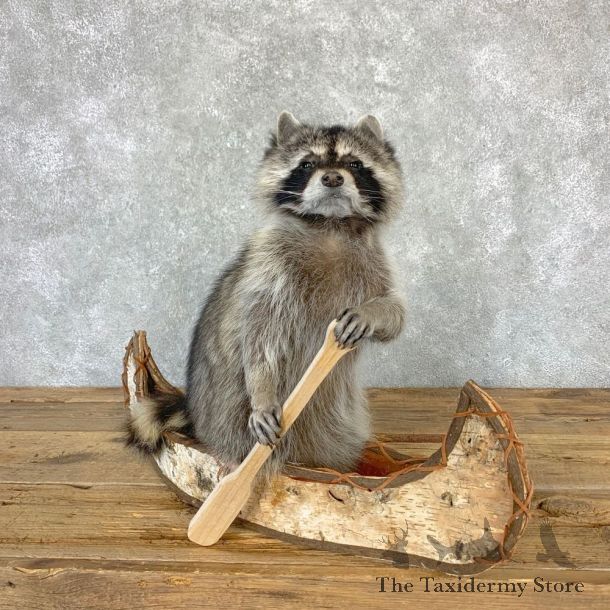 Canoeing Raccoon Novelty Mount For Sale #23204 @ The Taxidermy Store