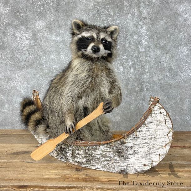 Canoeing Raccoon Novelty Mount For Sale #25224 @ The Taxidermy Store