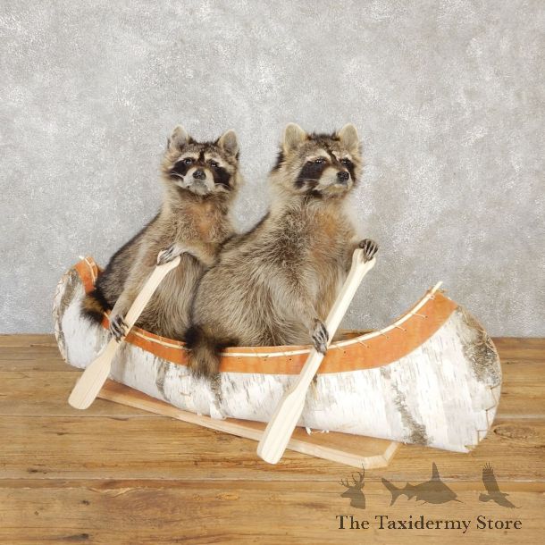 Canoeing Raccoons Novelty Mount For Sale #20206 @ The Taxidermy Store