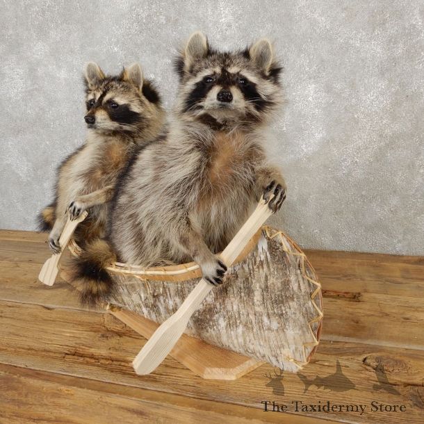 Canoeing Raccoons Novelty Mount For Sale #20207 @ The Taxidermy Store