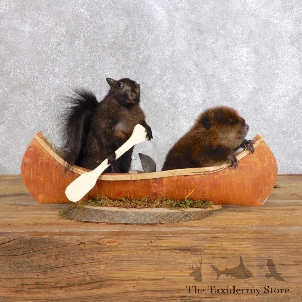 Canoeing Squirrel and Muskrat Novelty Mount For Sale #18571 @ The Taxidermy Store