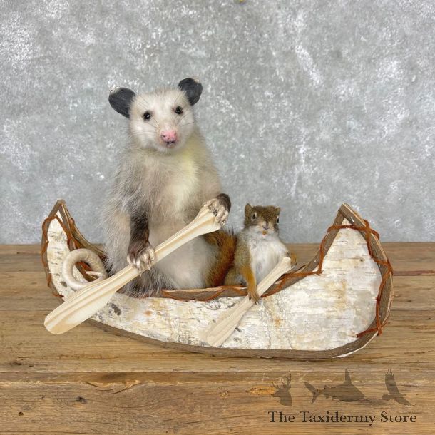 Canoeing Squirrel and Opossum Novelty Mount For Sale #24446 @ The Taxidermy Store