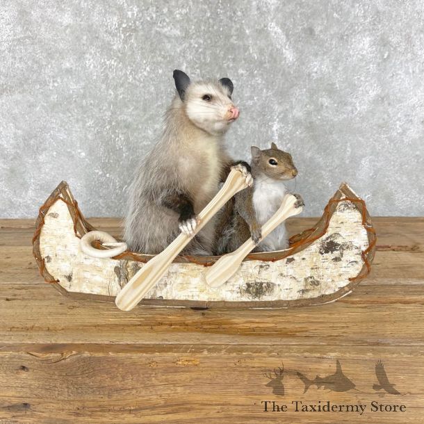 Canoeing Squirrel and Opossum Novelty Mount For Sale #24447 @ The Taxidermy Store