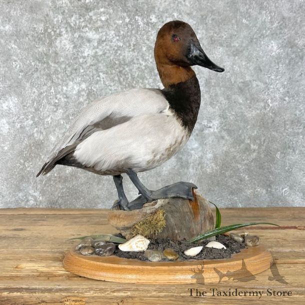 Canvasback Duck Bird Mount For Sale #27968 - The Taxidermy Store
