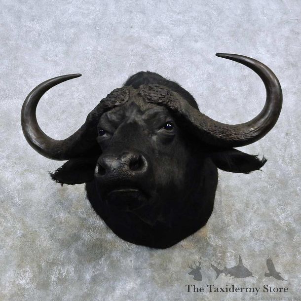 Cape Buffalo Shoulder Mount For Sale #14527 @ The Taxidermy Store
