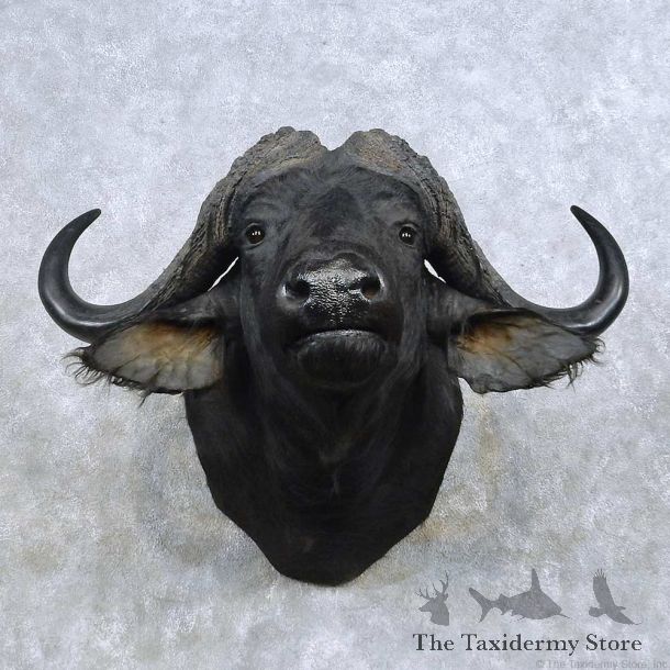 Cape Buffalo Shoulder Mount For Sale #14593 @ The Taxidermy Store