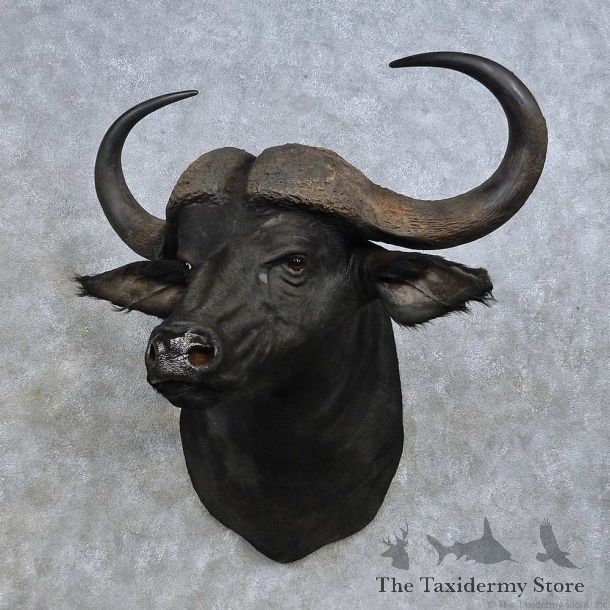 Cape Buffalo Shoulder Mount For Sale #14594 @ The Taxidermy Store