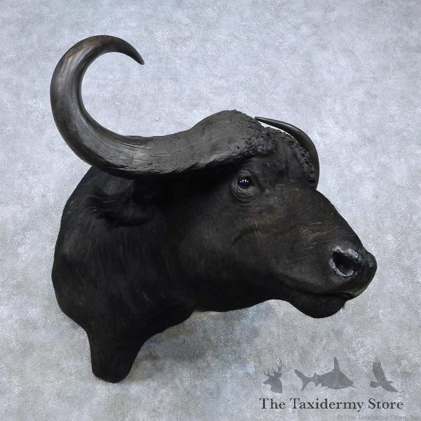 Cape Buffalo Shoulder Mount For Sale #14852 @ The Taxidermy Store