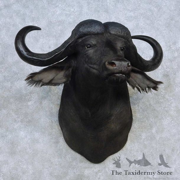 Cape Buffalo Shoulder Mount For Sale #15133 @ The Taxidermy Store