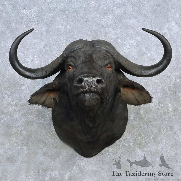 African Cape Buffalo Shoulder Mount For Sale #15134 @ The Taxidermy Store
