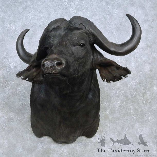 African Cape Buffalo Shoulder Mount For Sale #15137 @ The Taxidermy Store