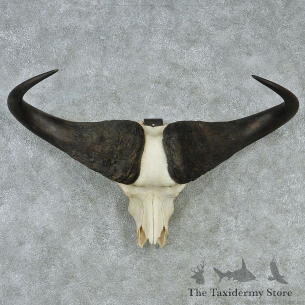 Cape Buffalo Skull and Horns Taxidermy Mount M1 #12730 For Sale @ The Taxidermy Store
